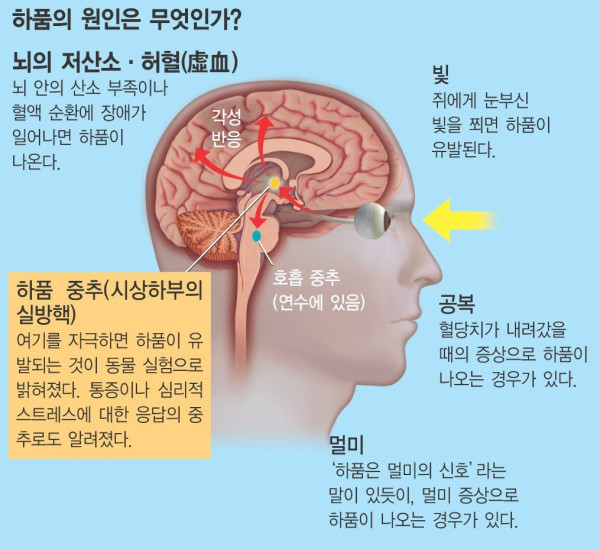 하아품