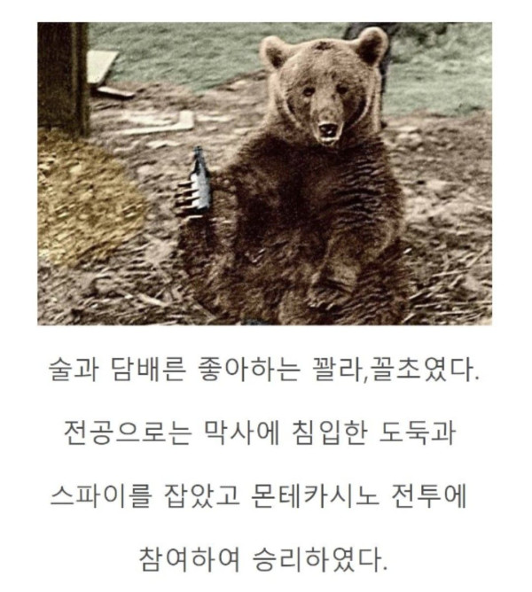 세계 최초 군인이었던 곰