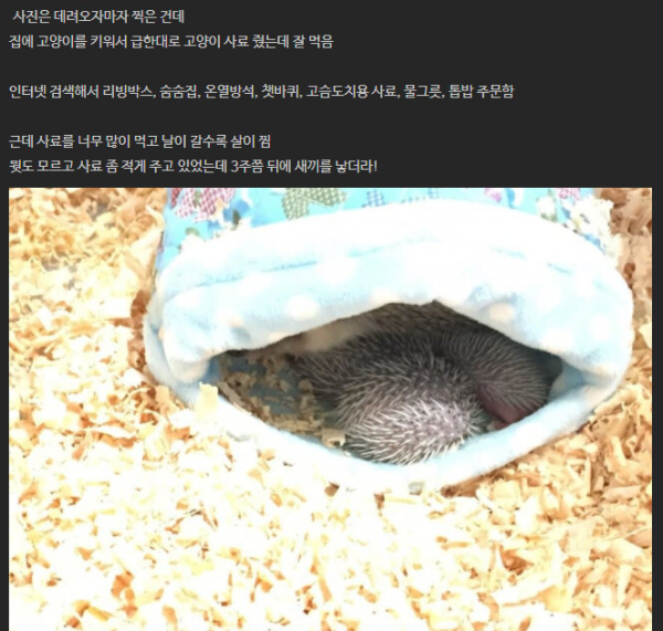 유기 고슴도치를 키웠다.